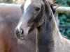 dressage horse Federer 12 (Oldenburg, 2015, from Fuechtels Floriscount OLD)