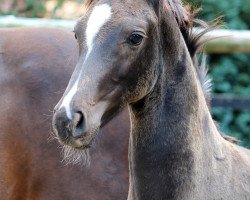 dressage horse Federer 12 (Oldenburger, 2015, from Fuechtels Floriscount OLD)