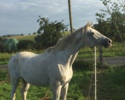 broodmare Itanga (Trakehner, 1993, from Angard)