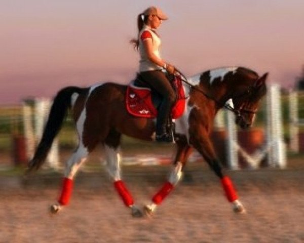 dressage horse Coloured Taluga (Pinto / Pleasure, 2000, from Annies Choir Boy)