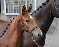 stallion Lord Lennox (Westphalian, 2015, from Lord Pizarro)