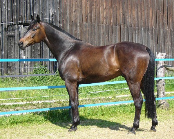 dressage horse Winston 269 (Hanoverian, 1996, from Weltmeyer)
