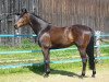 dressage horse Winston 269 (Hanoverian, 1996, from Weltmeyer)