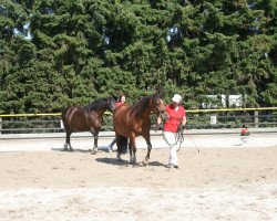 Zuchtstute Holistic Angle (Welsh-Cob (Sek. D), 1999, von Balu)