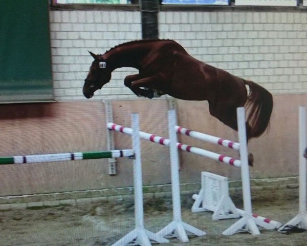 horse A-Probe (Oldenburg, 2007, from Argentinus)