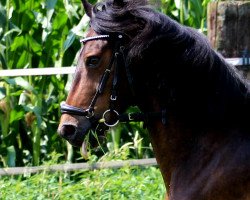 dressage horse Champagne Angel (German Riding Pony, 2005, from Buenteeichen Cantango)