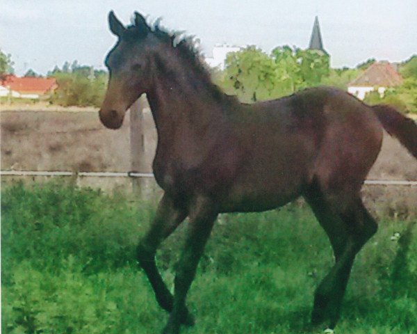 dressage horse Stute von Fahrenheit (German Sport Horse, 2015, from Tannenhof's Fahrenheit)