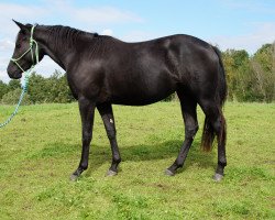 horse IHR Moon In Earth (Quarter Horse, 2013, from CX Pretty Boy Hoss)