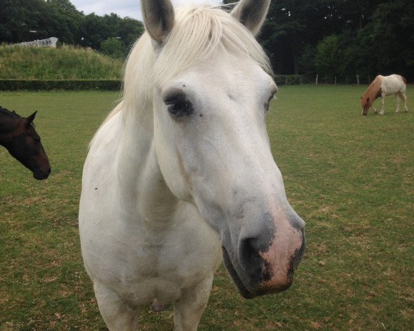 horse Onyx (Camargue horse, 2002, from Amadou)