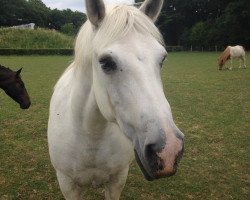 Pferd Onyx (Camargue-Pferd, 2002, von Amadou)