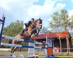 jumper Sacrebleu 2 (German Sport Horse, 2004, from Saccor)