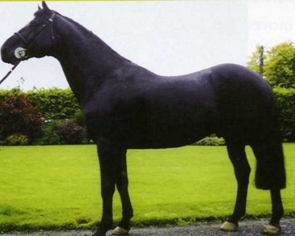 stallion Colin Diamond (Irish Sport Horse, 1989, from Diamond Lad)