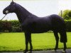 Deckhengst Colin Diamond (Irish Sport Horse, 1989, von Diamond Lad)