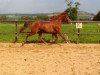 broodmare Mircina T (German Riding Pony, 2009, from Mentos Charmeur)