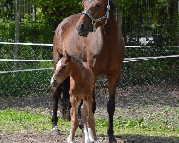 broodmare Carlotta (Oldenburg, 2009, from Clinton I)