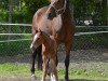 broodmare Carlotta (Oldenburg, 2009, from Clinton I)