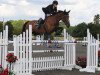 jumper Mhs Washington (Irish Sport Horse, 2008, from Obos Quality)