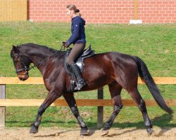 horse Wariyo (Hanoverian, 2001, from Weltruhm)