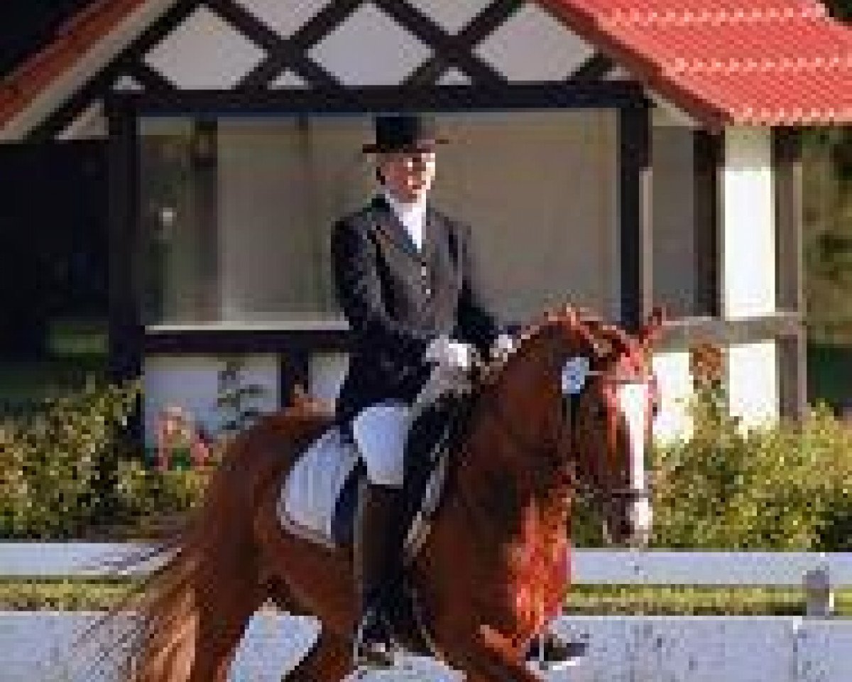 stallion Gospodin H (German Riding Pony, 1995, from Golden Dancer)