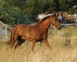 jumper Cheyenne 81 (Saxony-Anhaltiner, 1993)