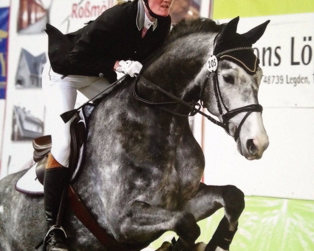 dressage horse Chicky Micky 4 (Oldenburg, 2009, from Check In 2)