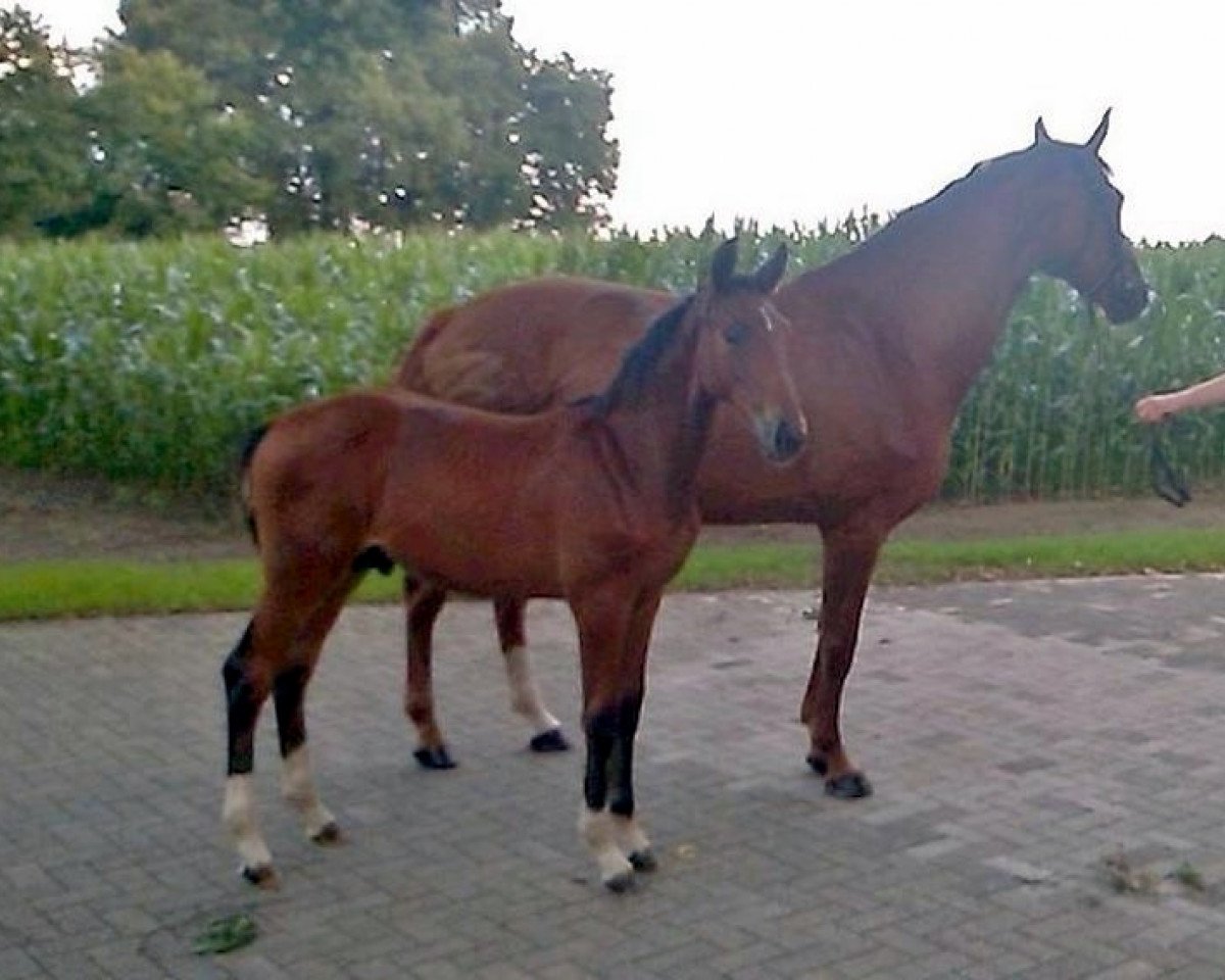 Springpferd Blue Balou 9 (Hannoveraner, 2015, von Balou du Rouet)