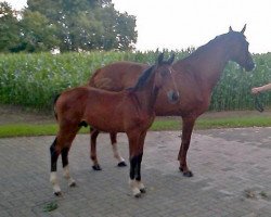 jumper Blue Balou 9 (Hanoverian, 2015, from Balou du Rouet)