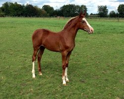 broodmare Dancing Danciana (Hanoverian, 2015, from Danciano)