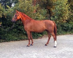 broodmare Night Lady 17 (Hanoverian, 2008, from Now Or Never M)