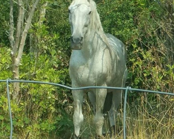 stallion Sharan 1 (Shagya Arabian, 1982)