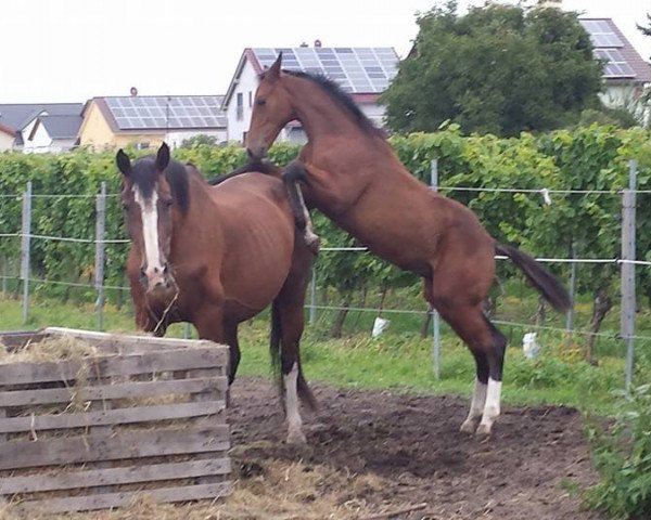 Pferd Sirius (KWPN (Niederländisches Warmblut), 2014, von Sharan 1)