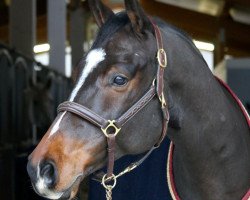 jumper Monsieur Chocolat (KWPN (Royal Dutch Sporthorse), 2014, from El Primero)