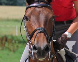 jumper Knauers Carlotto (German Warmblood, 2005, from Con Capitol)