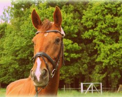 broodmare Golden Girl (Hanoverian, 1999, from Prestige Pilot)