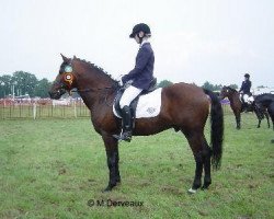 stallion Kantje's Norman (New Forest Pony, 1987, from Watershof Pretendent)