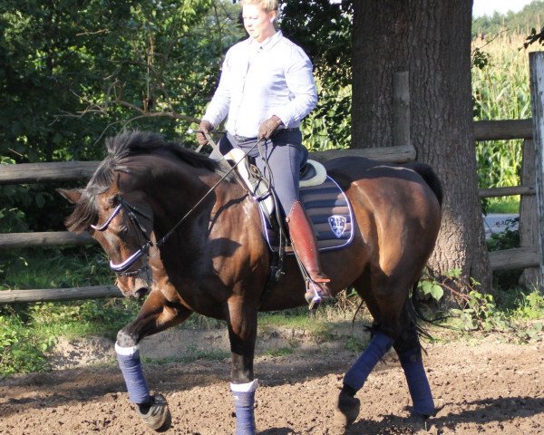 horse Helgardo (Hanoverian, 2005, from Hochadel)