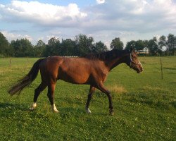 horse Wilhelmino (Hanoverian, 2008, from Wunschtraeumer)