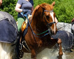 Pferd Maiwind 20 (Westfale, 1997, von Mailänder)