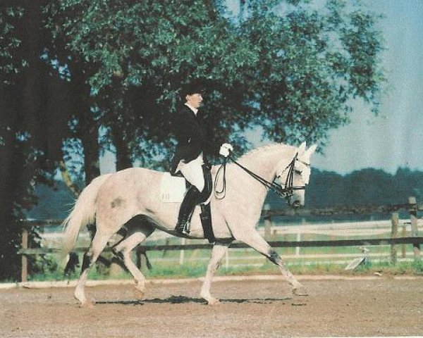 broodmare TOSCANA (Oldenburg, 1986, from Traumdeuter)