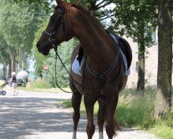 Zuchtstute Geralja's Little Diamond (New-Forest-Pony, 1995, von Halenshof Wilfred)