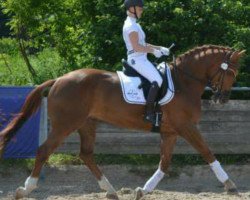 dressage horse Jessy James 5 (Swedish Warmblood, 2008, from Wynton)