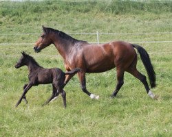 broodmare Virginia 98 (unknown, 2000, from Jeronimo 28)