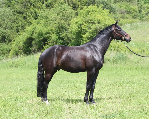 dressage horse Fortino 32 (Oldenburg, 2010, from Fidertanz)