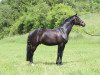 dressage horse Fortino 32 (Oldenburg, 2010, from Fidertanz)