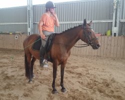 broodmare Cora (German Riding Pony, 2007, from Diadoche S)