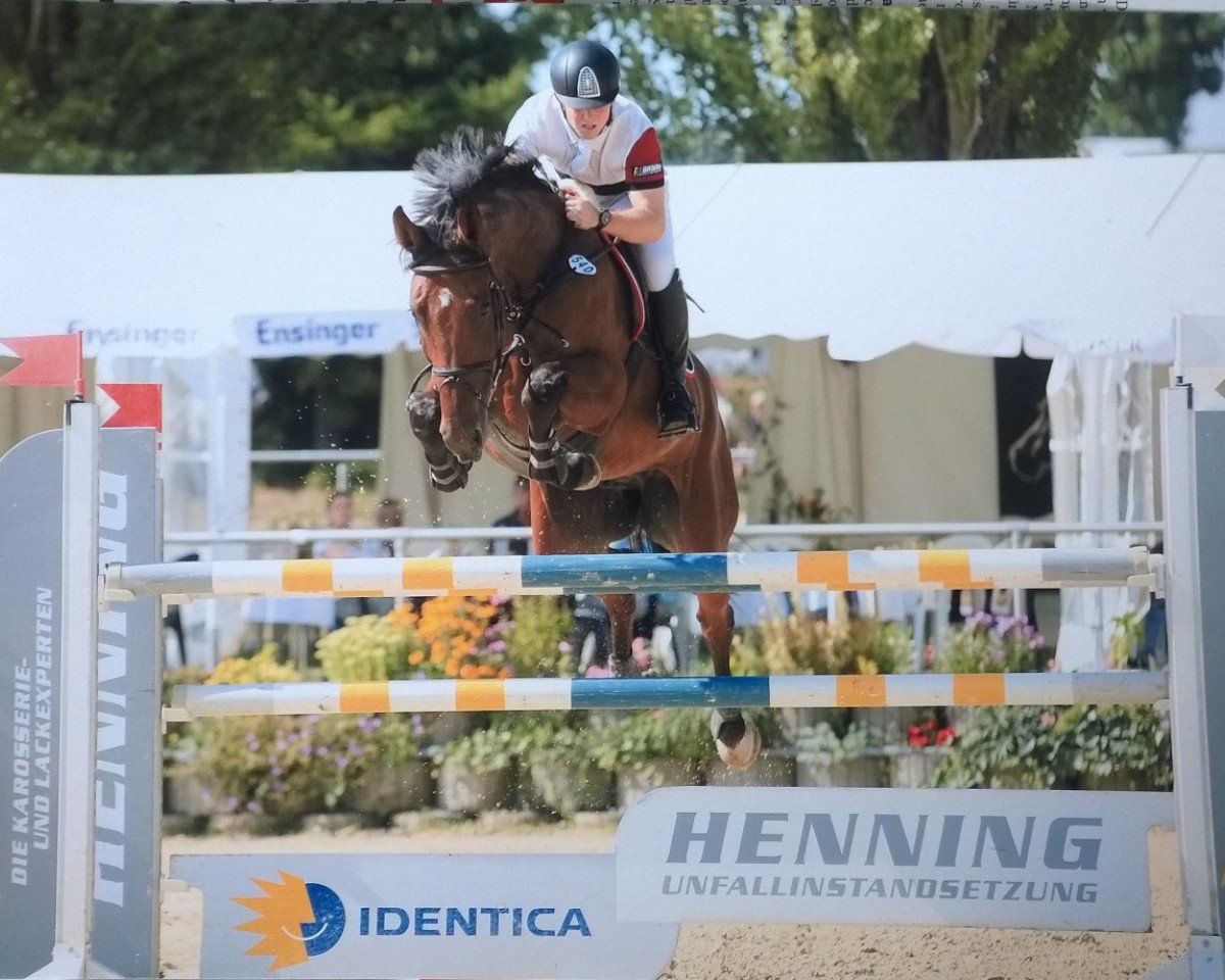 jumper Le Poussage (German Sport Horse, 2008, from Lands River 90 FIN)