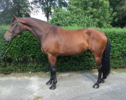 jumper Earthbreaker B (KWPN (Royal Dutch Sporthorse), 2009, from Verdi)