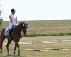 jumper Go Crazy (Hanoverian, 2006, from Horseware's Giovanni)