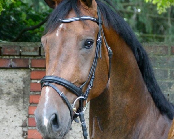 dressage horse Higgens 7 (Hanoverian, 2007, from Hotline)