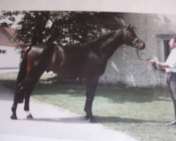 stallion Castano (Westphalian, 2000, from Charisma)